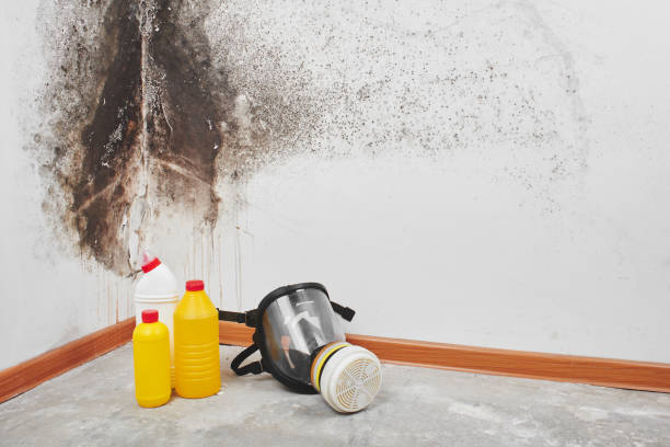 Brush Prairie, WA Mold Remediation Company