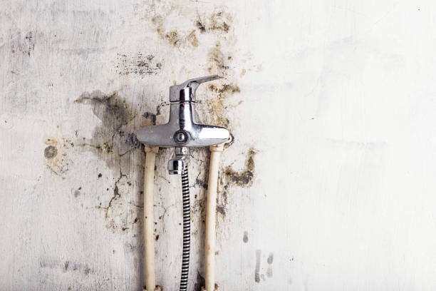 Best Residential Mold Remediation in Brush Prairie, WA