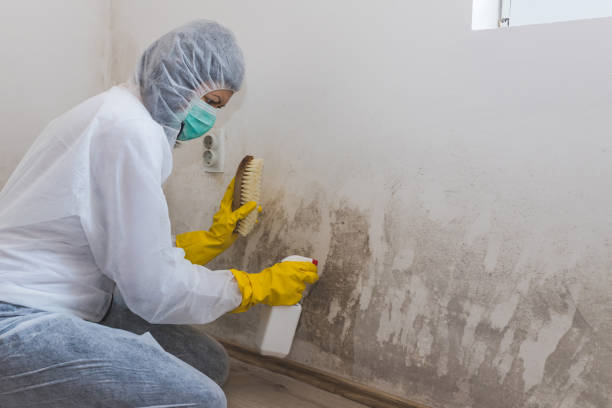 Best Residential Mold Remediation in Brush Prairie, WA