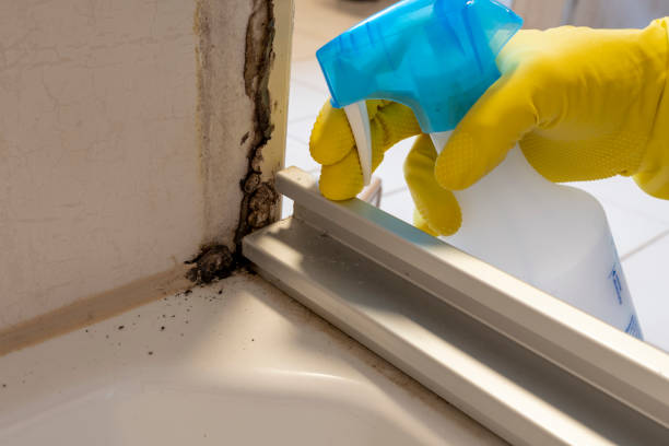 Best Basement Mold Remediation in Brush Prairie, WA