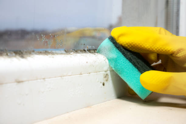 Best Residential Mold Remediation in Brush Prairie, WA