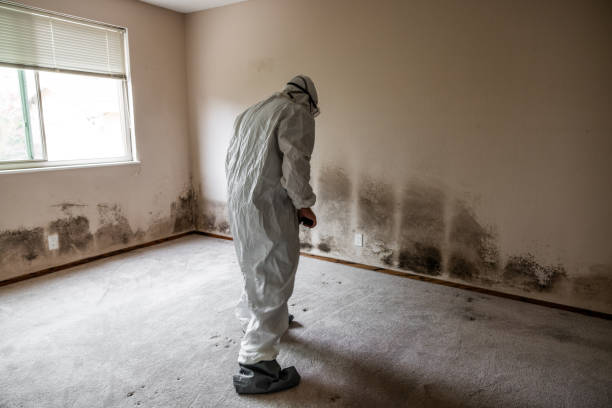 Best Kitchen Mold Remediation in Brush Prairie, WA