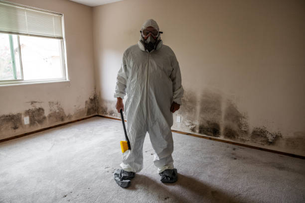 Best Insurance-Related Mold Remediation in Brush Prairie, WA
