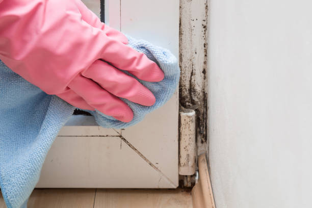 Best Mold Remediation for Schools in Brush Prairie, WA